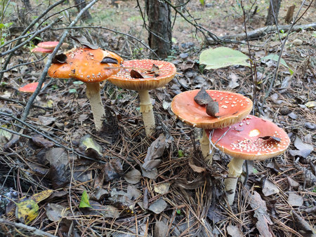 Cluster of red mushrooms with white spots on the forest floor.の写真素材