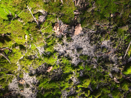 Close-up of vibrant green moss covering a tree trunk in the forest.の写真素材