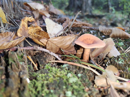 Small mushroom growing on the forest floor surrounded by dry leaves and twigs.の写真素材