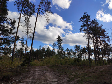Blue sky with white clouds seen through tall trees in a forest.の写真素材