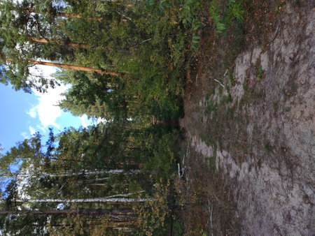 Pathway through a dense forest with sunlight filtering through the trees.の写真素材