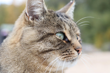 Close-up portrait of a domestic tabby cat looking to the side.の写真素材