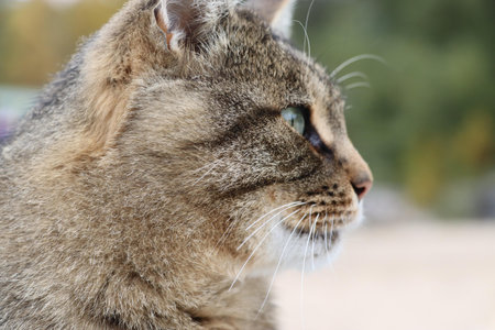 A tabby cat gazing into the distance with a curious look.の写真素材