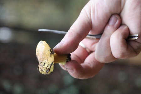 A close-up of a person holding a small yellow mushroom.の写真素材