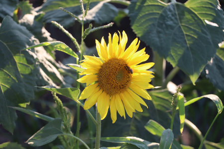 A sunflower blooming in a natural setting with green foliage.の写真素材