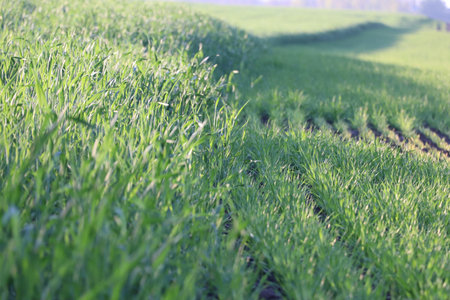 A lush green agricultural field with young crops growing.の写真素材