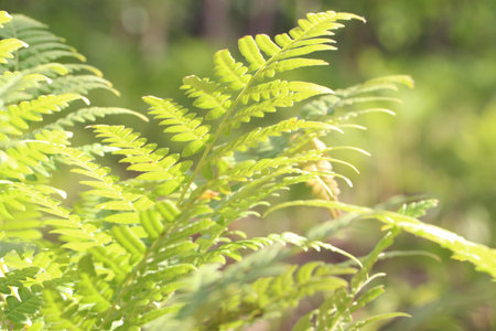 Detailed view of green fern leaves with sunlight filtering through.の写真素材