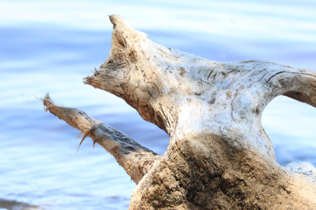 A bleached driftwood log near the water's edge.の写真素材