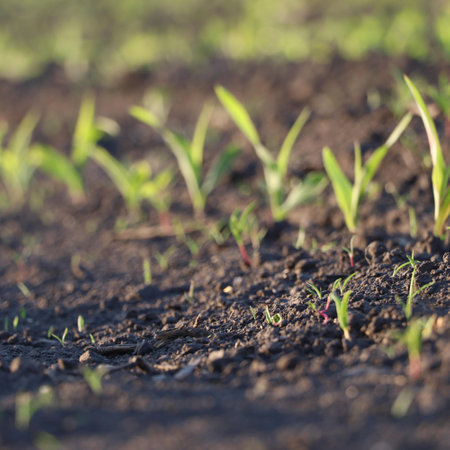 Small green seedlings emerging from the soil in an agricultural field.の写真素材