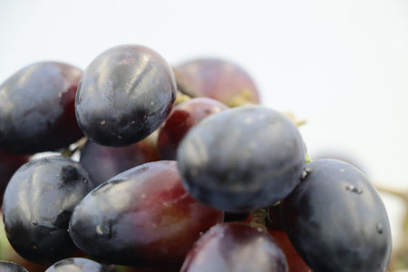 Close-up of black grapes with a soft white background.の写真素材