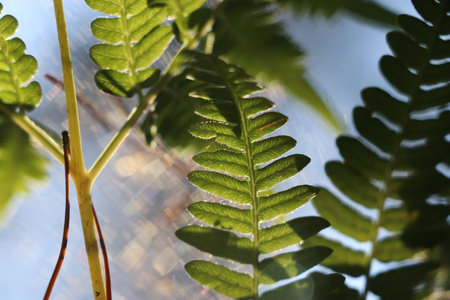 Close-up of bright yellow fern leaves in sunlight.の写真素材
