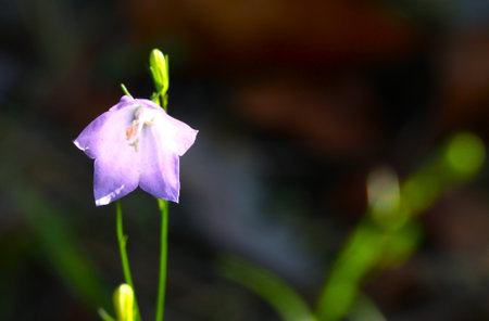 A single wild purple flower in soft lighting.の写真素材