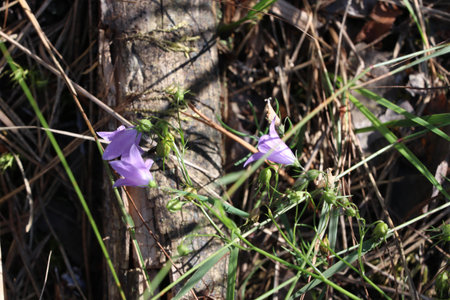 A cluster of small purple flowers in the grass.の写真素材