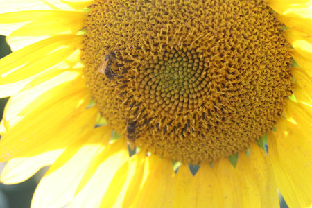 A honeybee collecting pollen from a bright yellow sunflower.の写真素材