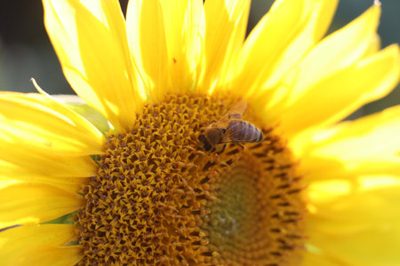 A bee sitting on a sunflower collecting nectar.の写真素材