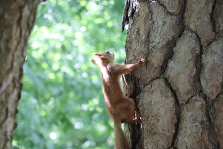 A red squirrel climbing a tree trunk in a forest.の写真素材