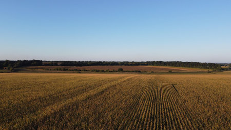 Golden wheat field under a clear evening sky.の写真素材