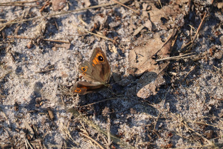Brown butterfly perched on sand, captured in close-up under sunlight.の写真素材