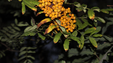 Bright orange rowan berries hanging from a branch with green foliage.の写真素材