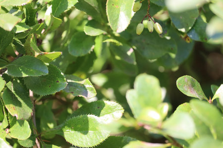 Vibrant green leaves on a branch with natural sunlight shining through.の写真素材