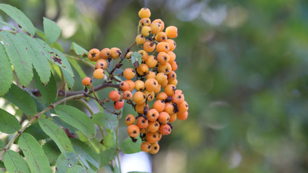 Orange rowan berries with green leaves in bright natural sunlight.の写真素材