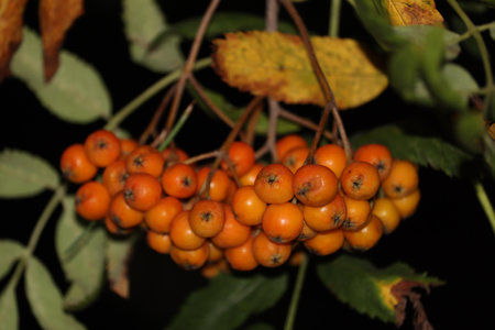 Close-up of orange rowan berries on a tree against lush green foliage.の写真素材