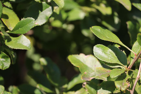 Close-up of dense green foliage with sunlight highlighting vibrant leaves.の写真素材