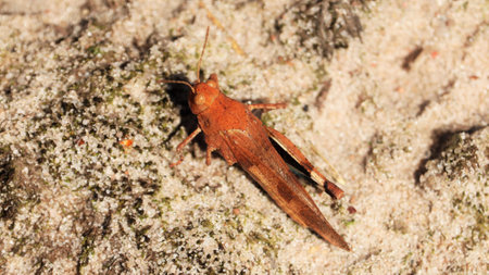A small grasshopper on sand with intricate details captured in close-up.の写真素材
