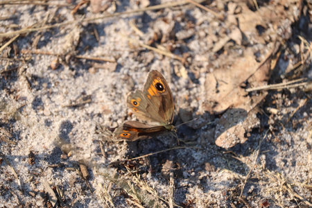 Close-up of a butterfly resting on sandy soil, showing its detailed wings.の写真素材