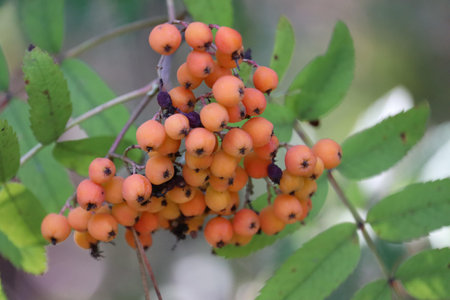 Bright orange rowan berries clustered with vibrant green leaves.の写真素材