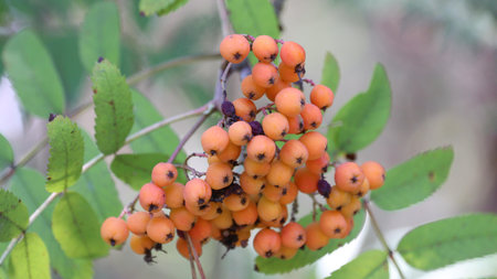 Close-up of orange rowan berries surrounded by lush green foliage.の写真素材