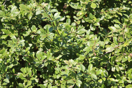 Dense green bush illuminated by natural sunlight in vibrant close-up.の写真素材