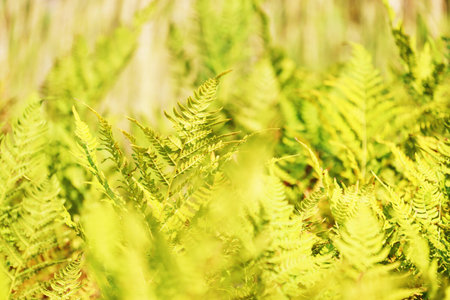 Bright green ferns glowing in natural sunlight in a lush environment.の写真素材