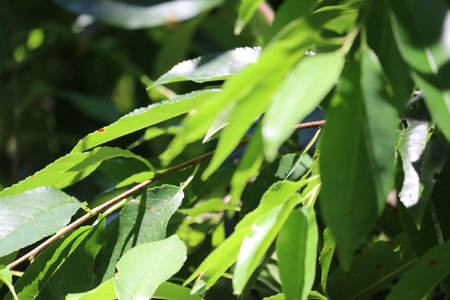 Green leaves on a branch with natural sunlight highlighting their texture.の写真素材