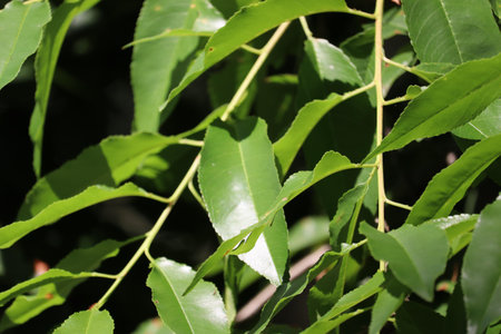Bright green leaves in close-up with sunlight creating vibrant highlights.の写真素材