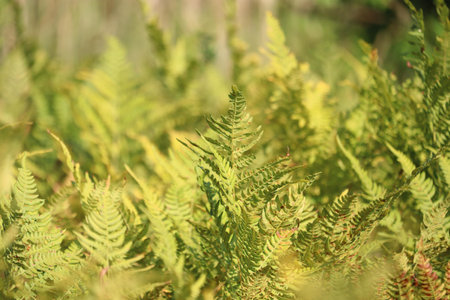 Close-up of lush green ferns illuminated by natural sunlight.の写真素材