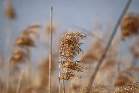 A close-up shot captures a golden dried common reed swaying gently against a soft, blurred...