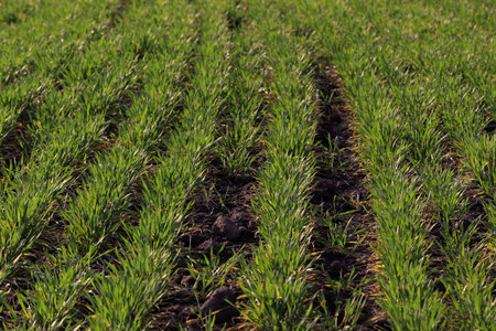Close-up shot of young green wheat plants growing in neat rows in dark, fertile soil under natural light. This image is ideal for themes of agriculture, sustainability, food production, and environmental topics.の写真素材