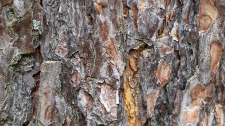 This close-up photograph captures the intricate, rough texture of weathered pine tree bark,...