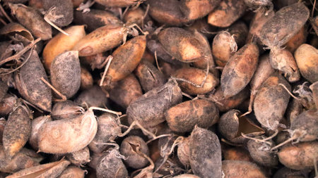 A detailed close-up reveals a full frame of dried, fuzzy chickpea pods, showcasing their rustic...