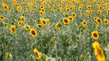 A wide expanse of vibrant yellow sunflowers stretches across a green field under soft natural light....