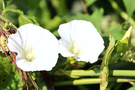 Two delicate white morning glory flowers are captured in bright, natural light with a soft green...
