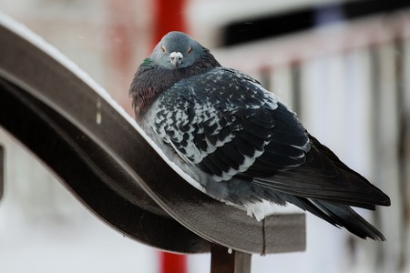 Dove walking in the snow. Beautiful bird portraitの写真素材