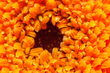Vibrant colorful Summer Blooming Flower Macro with low depth of fieldの写真素材