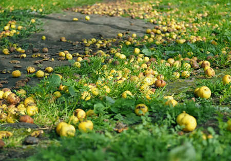 Fallen apples lie on the ground among the grass.
