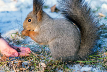 An unrecognizable boy is fedding squirrel pine nuts from the hand in a winter park.の写真素材