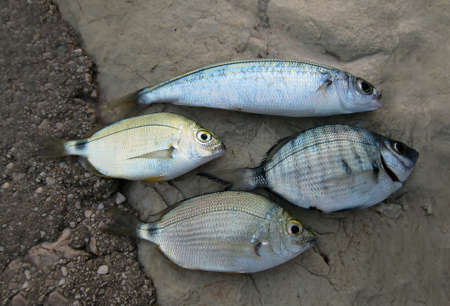 The freshly caught fish are in a plate on the concrete pier.の写真素材