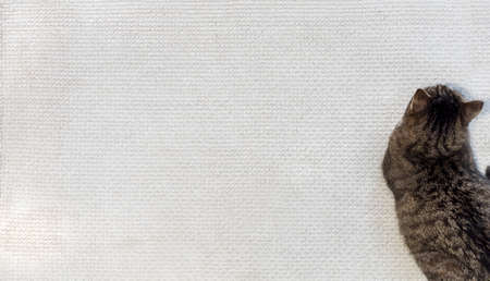 The European shorthair cat is lying on a textured rug.