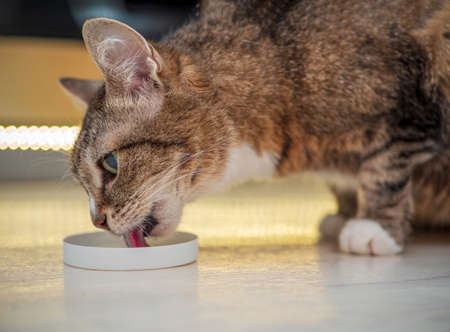 The European Shorthair is eating a cream. Close-up.の写真素材