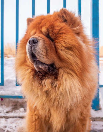 A beautiful chow-chow dog is sitting on the sidewalk.の写真素材